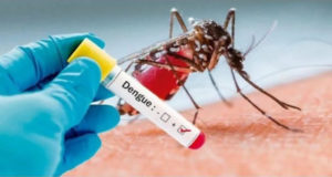 mosquito-dengue-aedes-aegypti