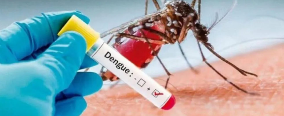 mosquito-dengue-aedes-aegypti