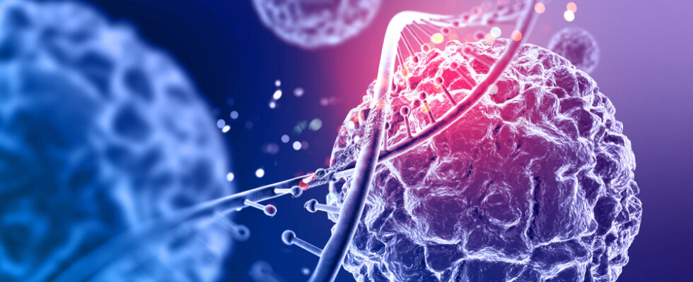 celulas de gordura marrom podem combater cancer