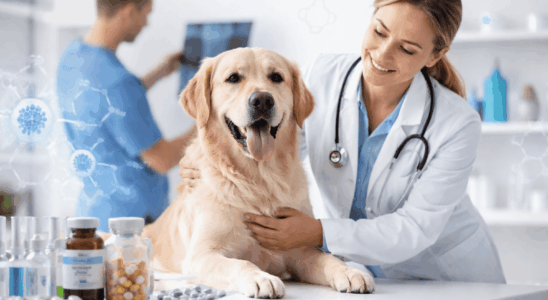 veterinária oncológica tratando cão com tosilato de sorafenibe